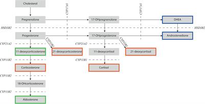 Challenges in treatment of patients with non-classic congenital adrenal hyperplasia